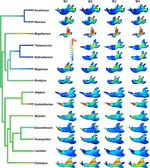 3D finite element analysis and geometric morphometrics of sloths (Xenarthra, Folivora) mandibles show insights on the dietary specializations of fossil taxa