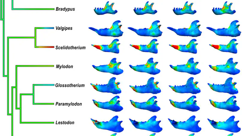 3D finite element analysis and geometric morphometrics of sloths (Xenarthra, Folivora) mandibles show insights on the dietary specializations of fossil taxa