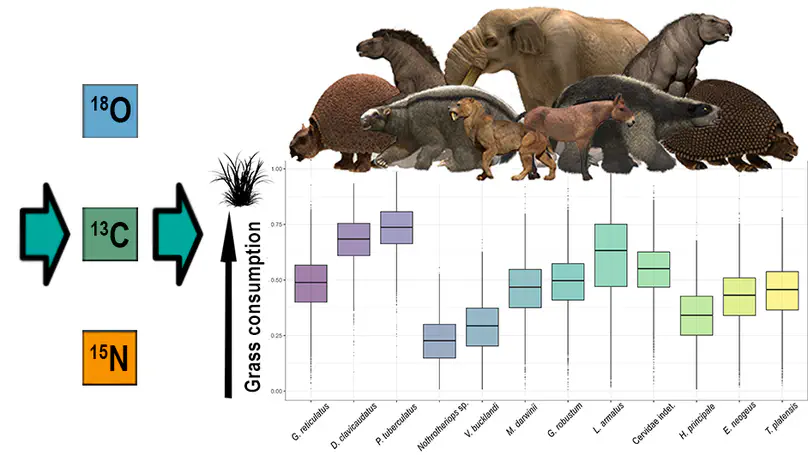 A window into a late Pleistocene megafauna community: Stable isotopes show niche partitioning among herbivorous taxa at the Arroyo del Vizcaíno site (Uruguay)