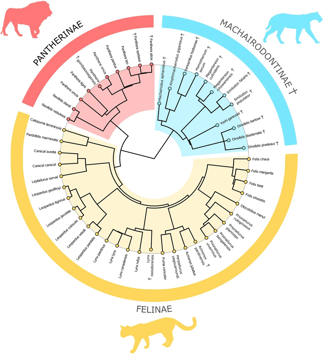 Conical And Sabertoothed Cats As An Exception To Craniofacial