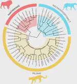 Conical and sabertoothed cats as an exception to craniofacial evolutionary allometry