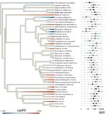 Femora nutrient foramina and aerobic capacity in giant extinct xenarthrans