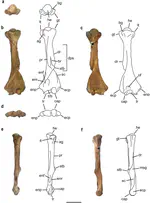 Occurrence of the ground sloth Nothrotheriops (Xenarthra, Folivora) in the Late Pleistocene of Uruguay: new information on its dietary and habitat preferences based on stable isotope analysis