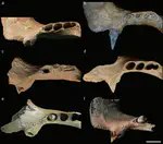 Sexual dimorphism in the fossil ground sloth Lestodon armatus (Xenarthra, Folivora)